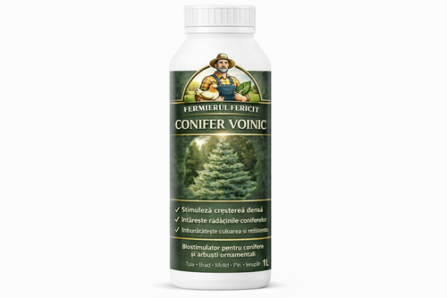 CONIFER VOINIC – Secretul coniferelor dese, verzi intens și rezistente tot anul 🌲